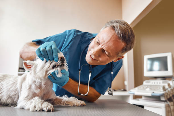 Professional Emergency Dental Service in VT